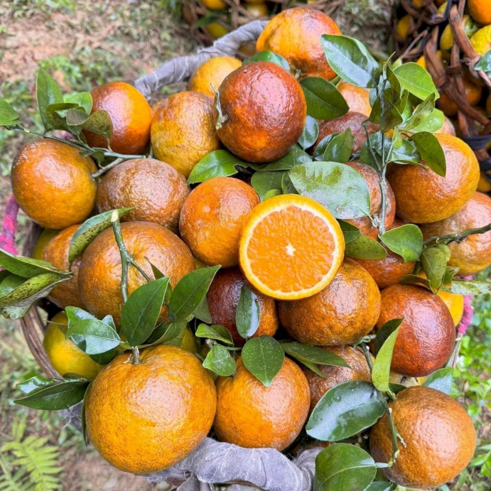 Cam sành từ vùng đất Hàm Yên